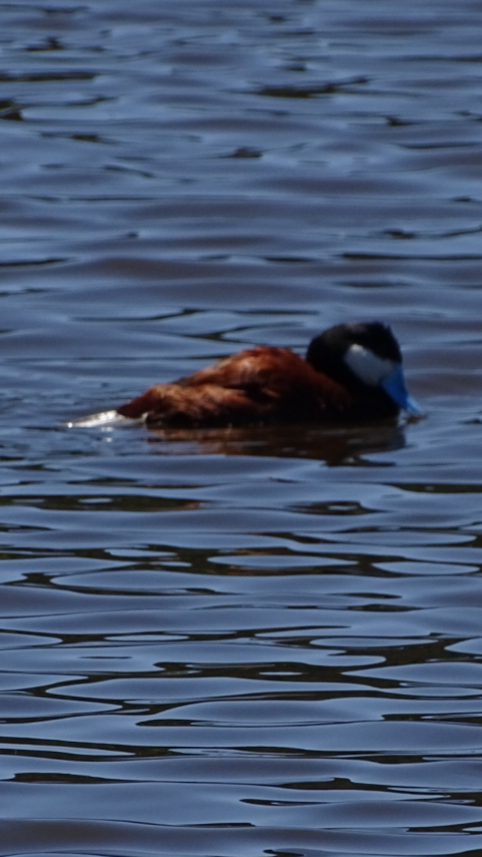 Ruddy Duck - ML55154861