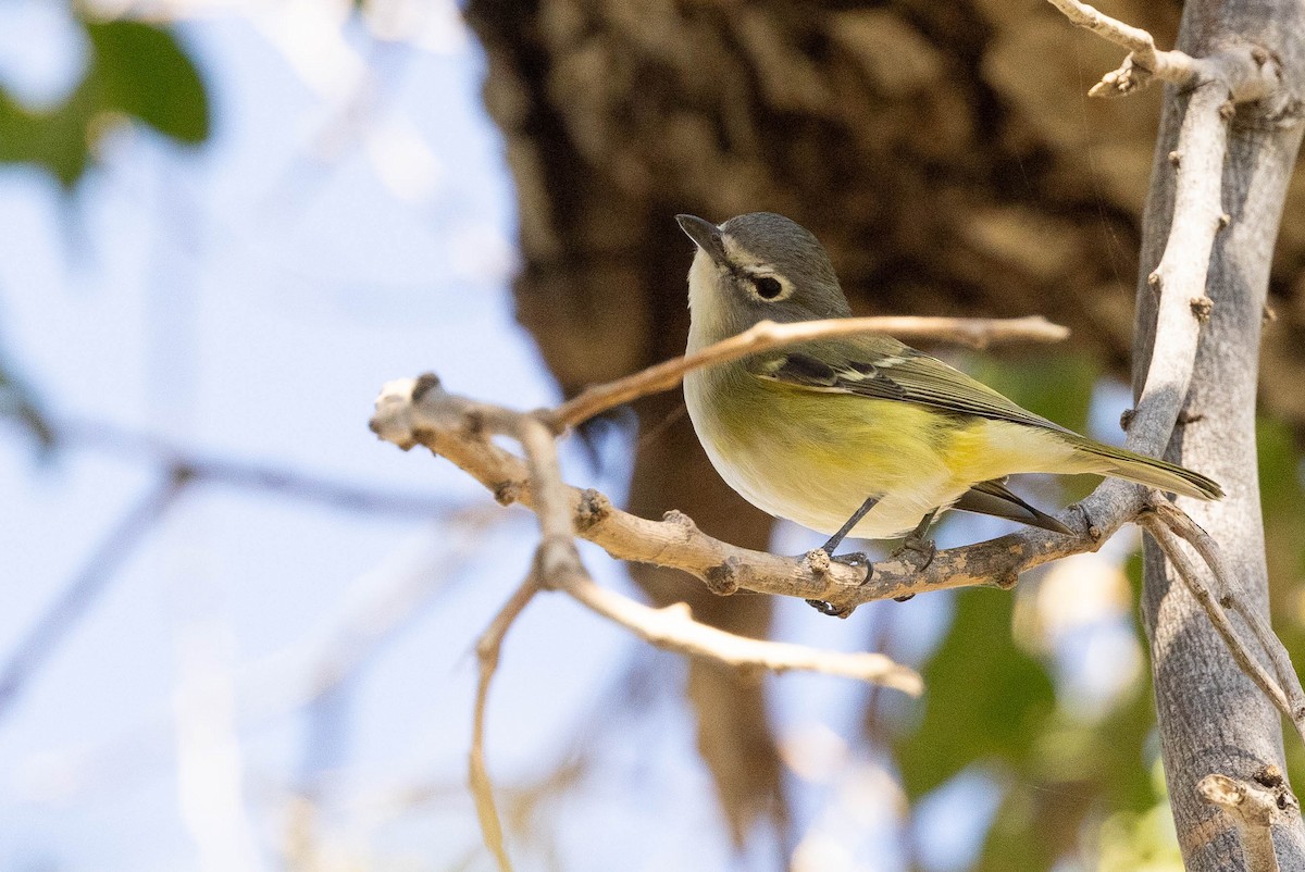 Cassin's Vireo (San Lucas) - ML551548921