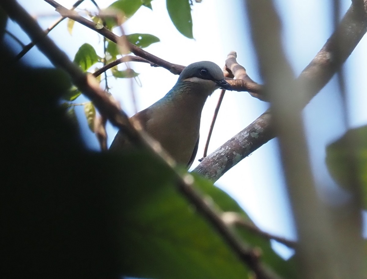 White-eared Brown-Dove (Buff-eared) - ML551549031