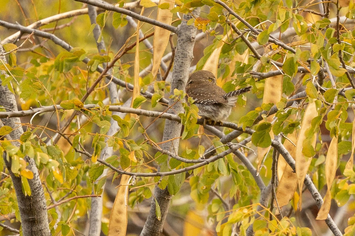 Сычик-гном (hoskinsii) - ML551549391