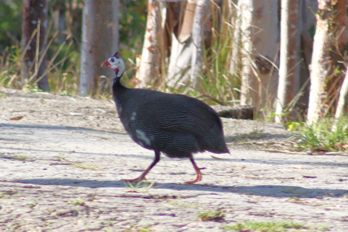 Helmeted Guineafowl - ML551549401