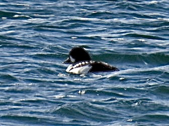 Barrow's Goldeneye - Donna Reis