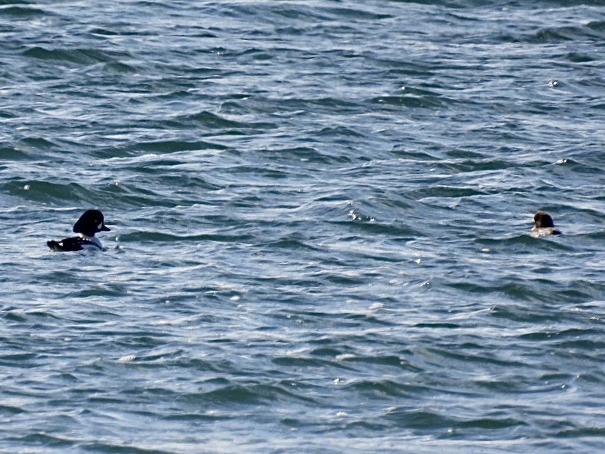 Barrow's Goldeneye - ML551549631