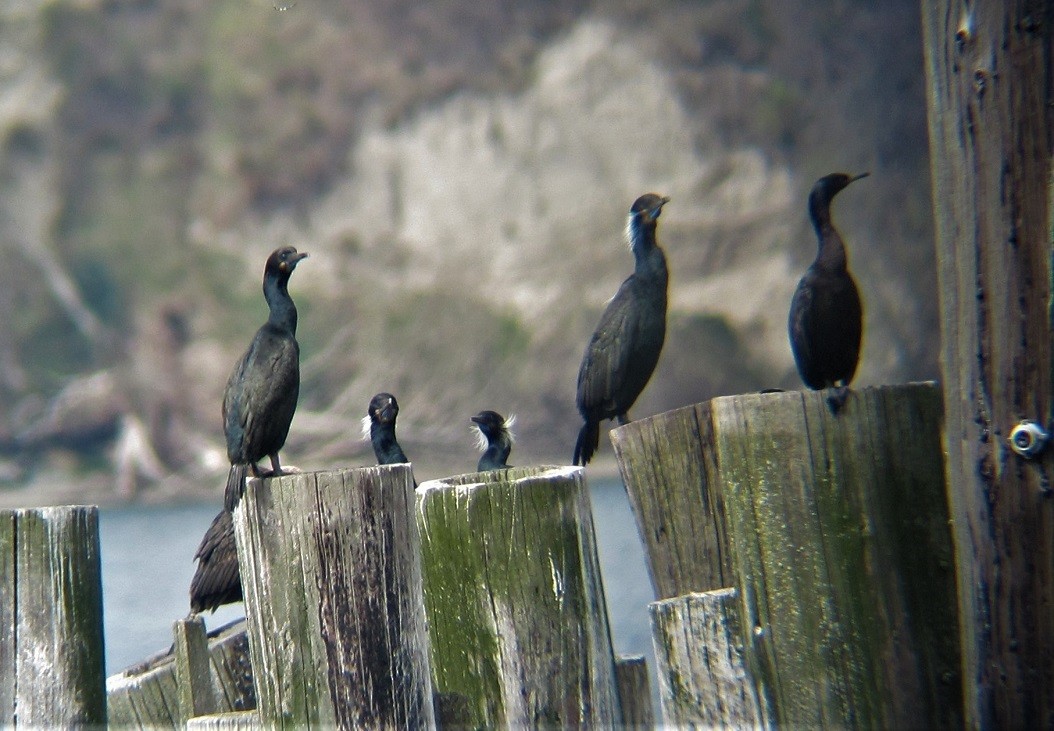 Brandt's Cormorant - ML551550351