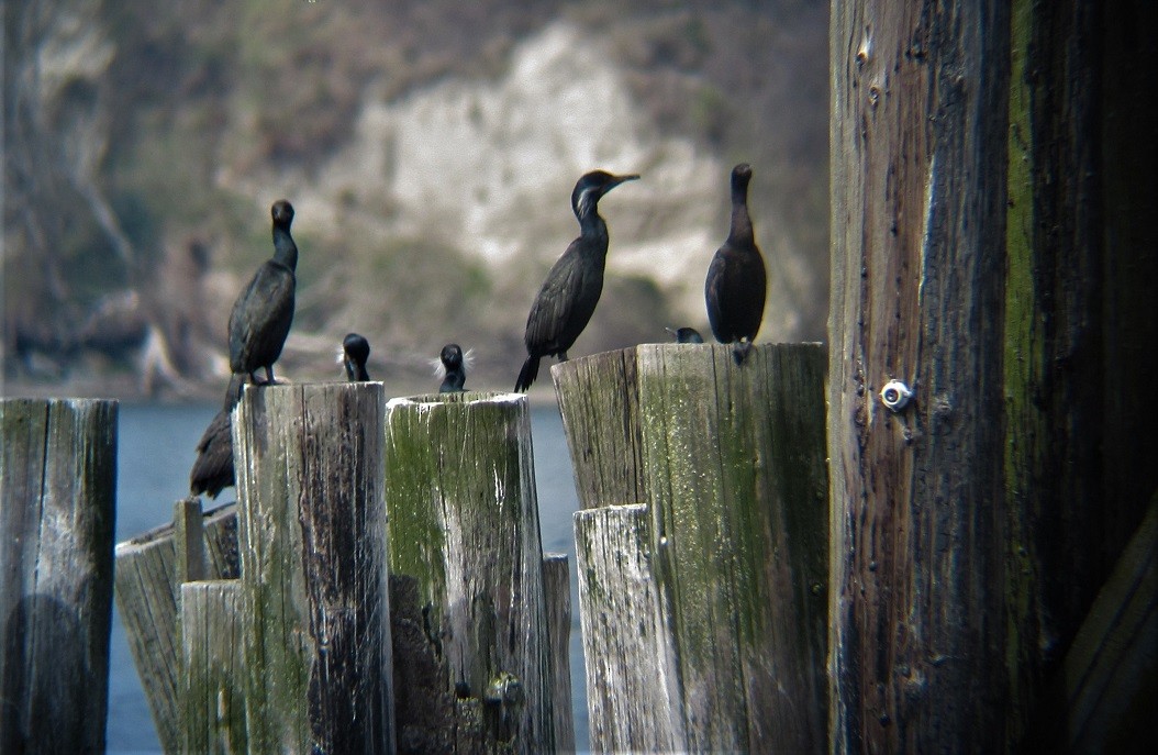 Brandt's Cormorant - ML551550611