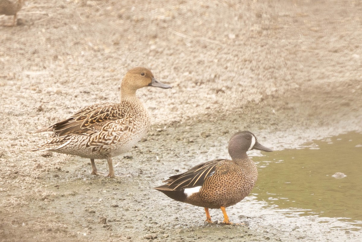 Northern Pintail - ML551550961