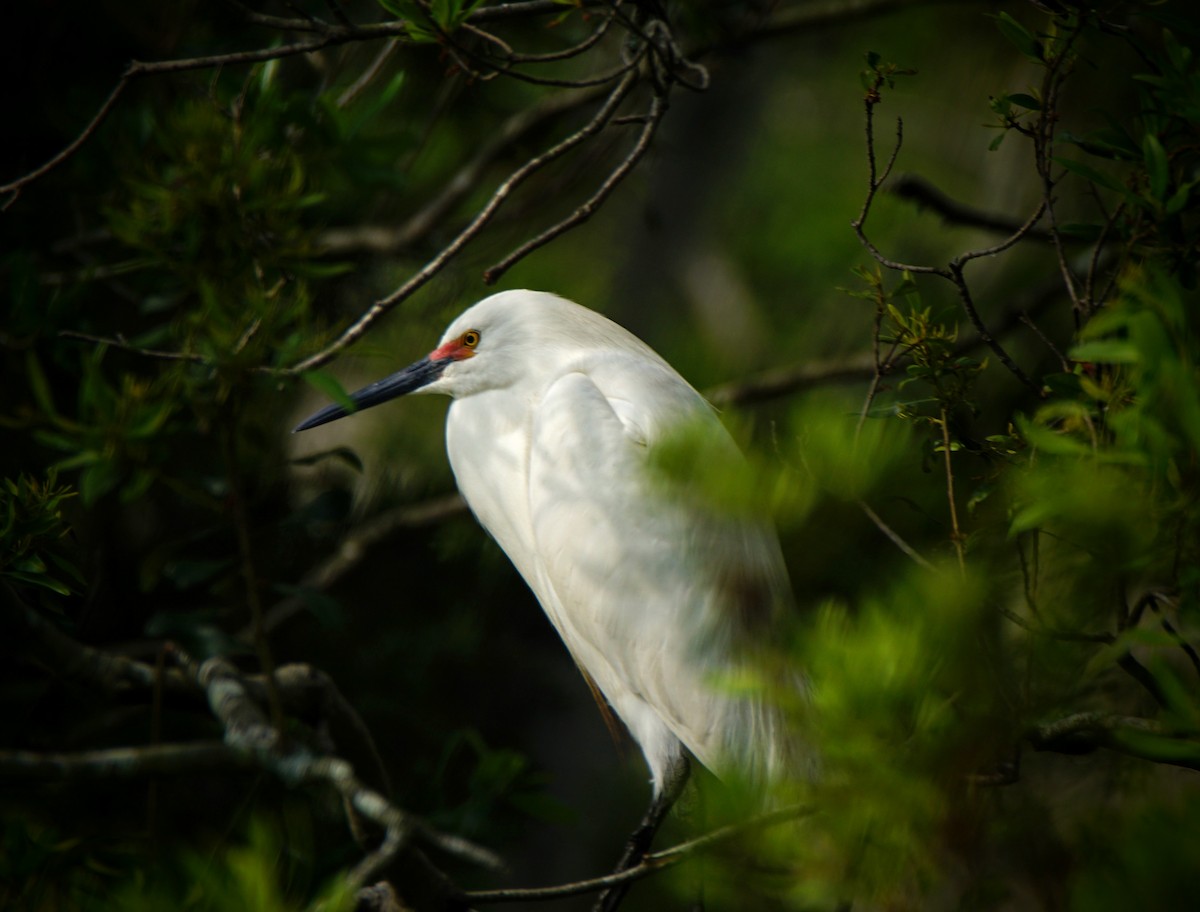 Snowy Egret - ML55155131