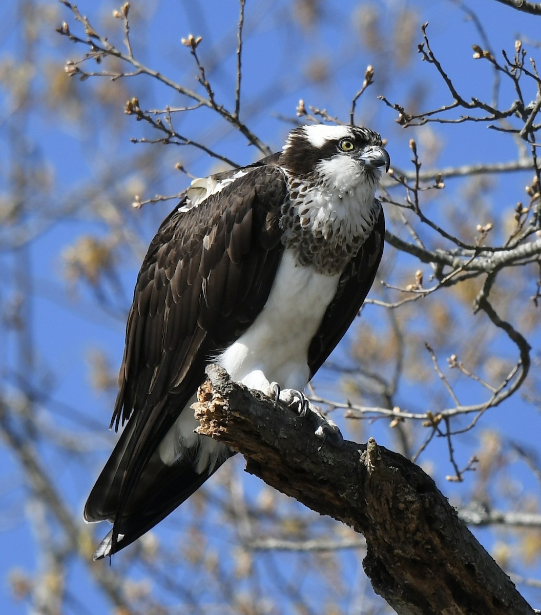 Загасч явлаг - ML551551951