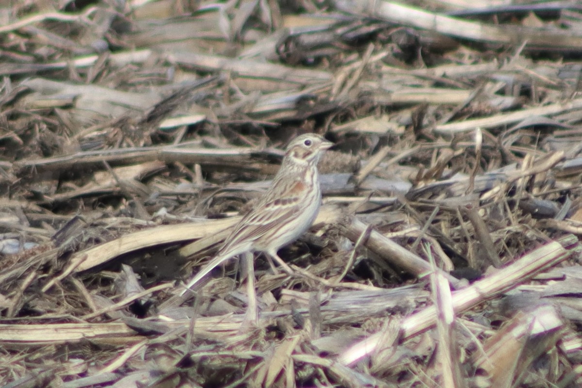 Vesper Sparrow - ML551552171