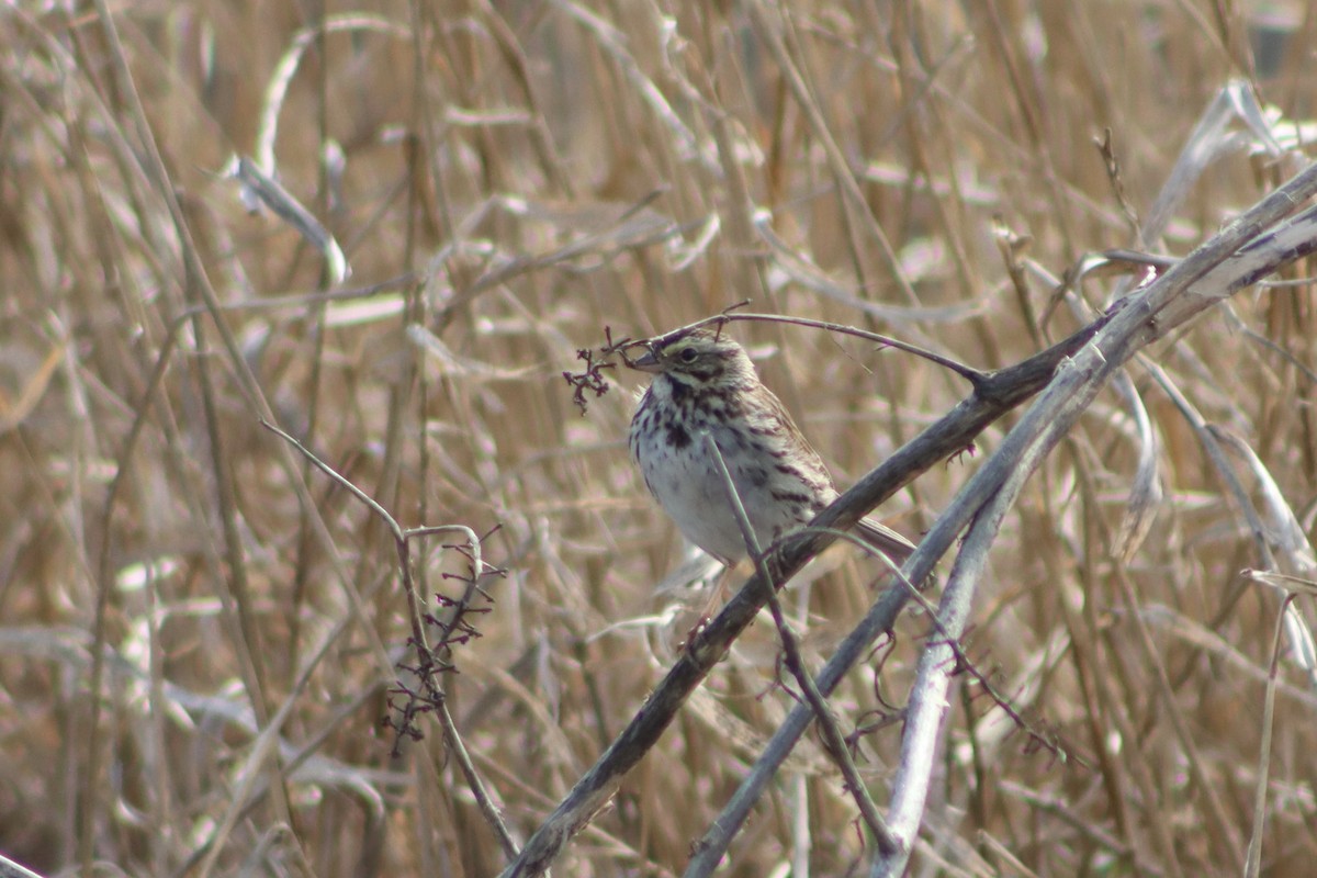 Savannah Sparrow - ML551552281