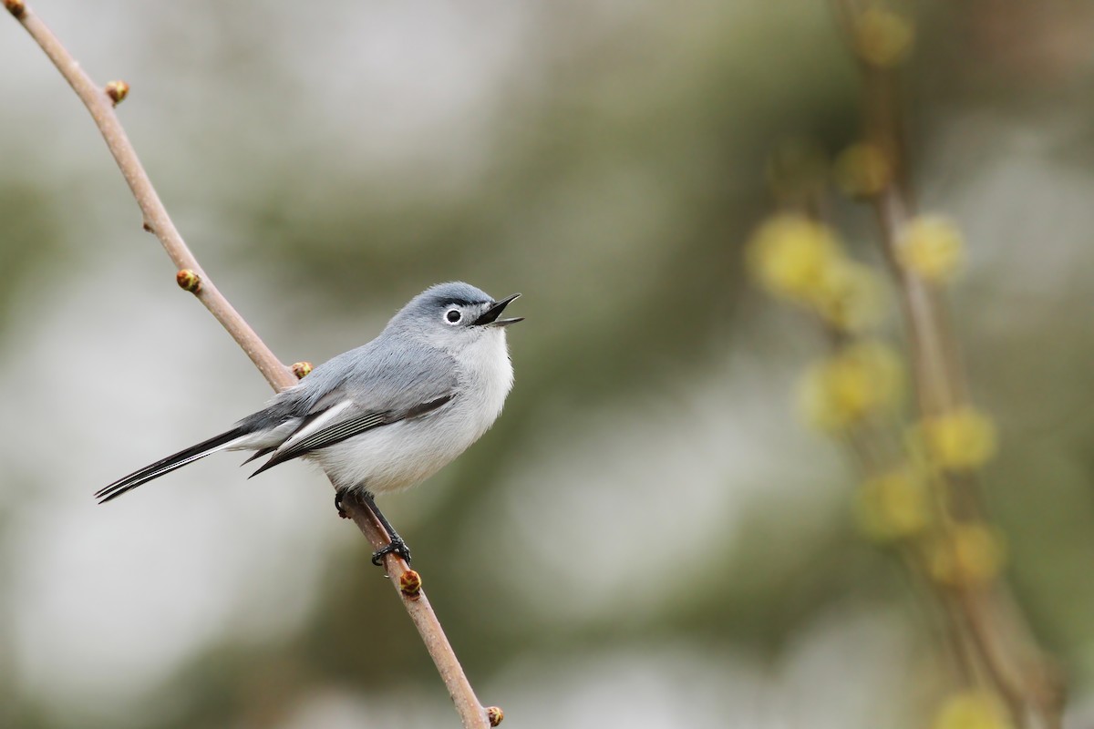 Gobemoucheron gris-bleu - ML55155231