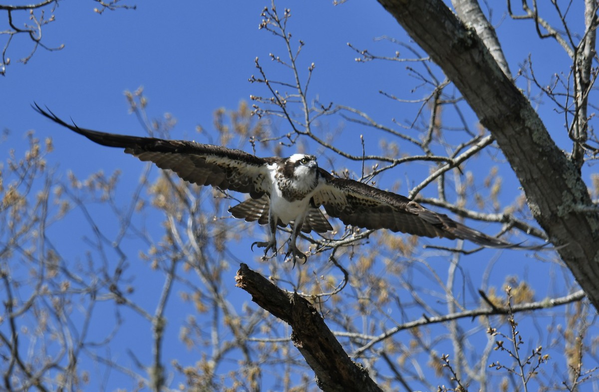 Загасч явлаг - ML551552361