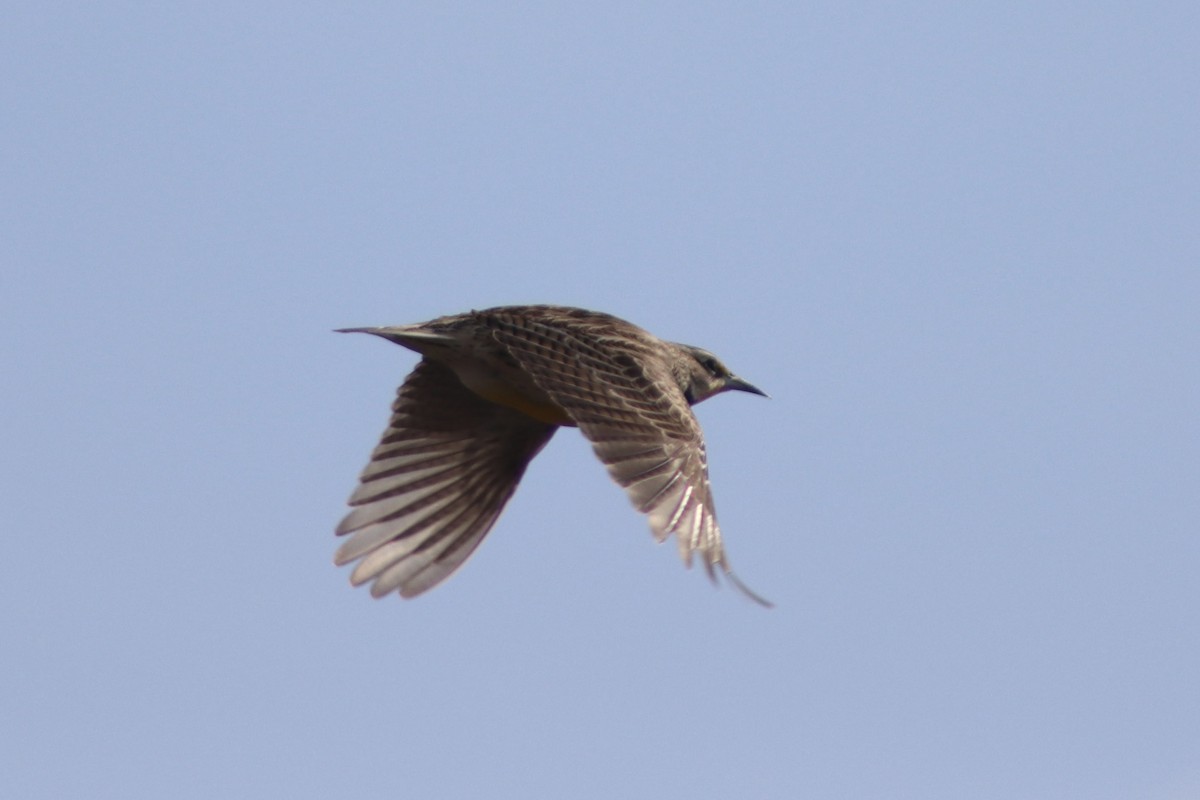 Western Meadowlark - ML551552411