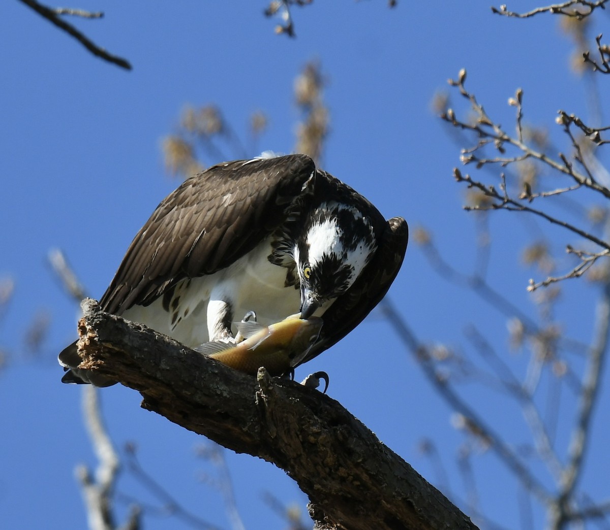 Загасч явлаг - ML551552531