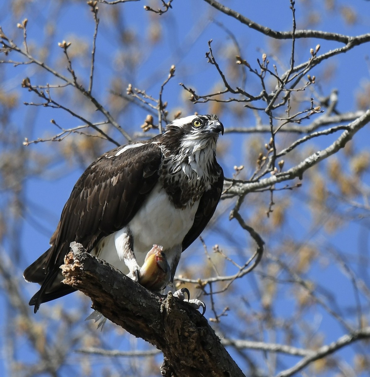 Загасч явлаг - ML551552541