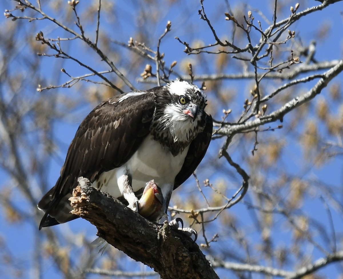 Загасч явлаг - ML551552551