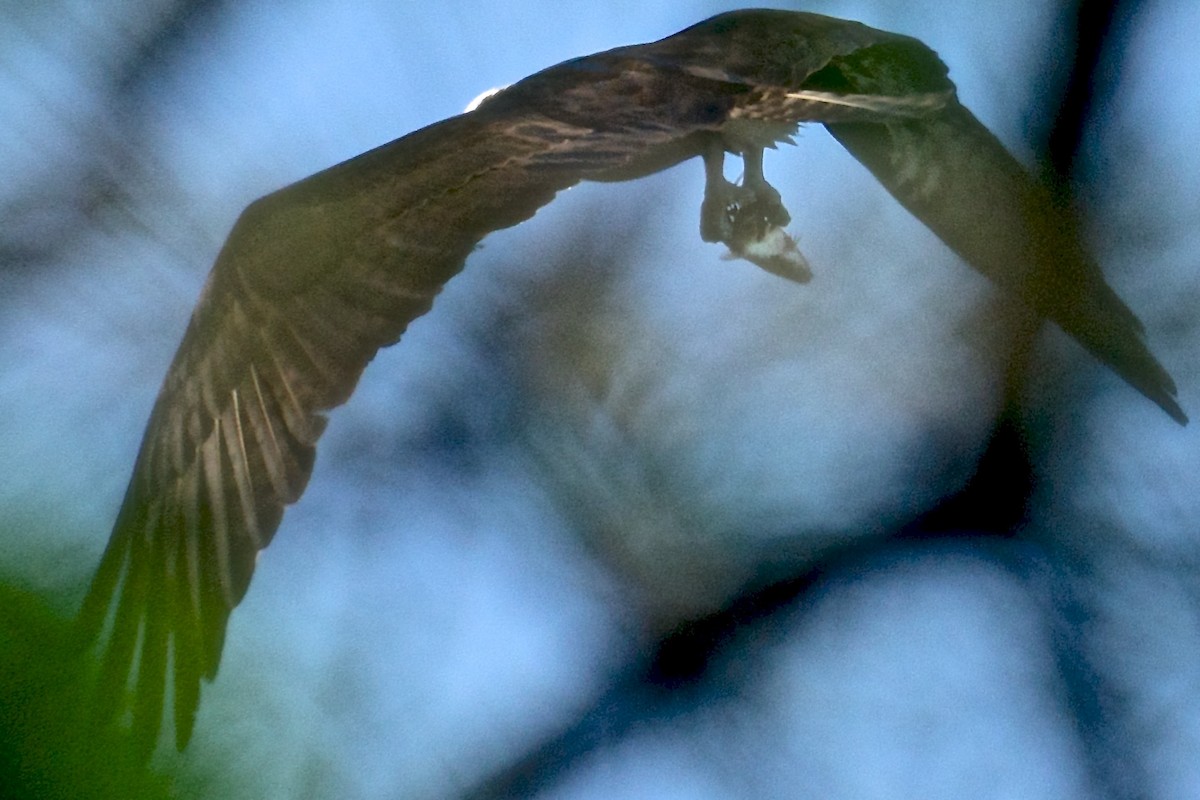 Osprey - ML55155281