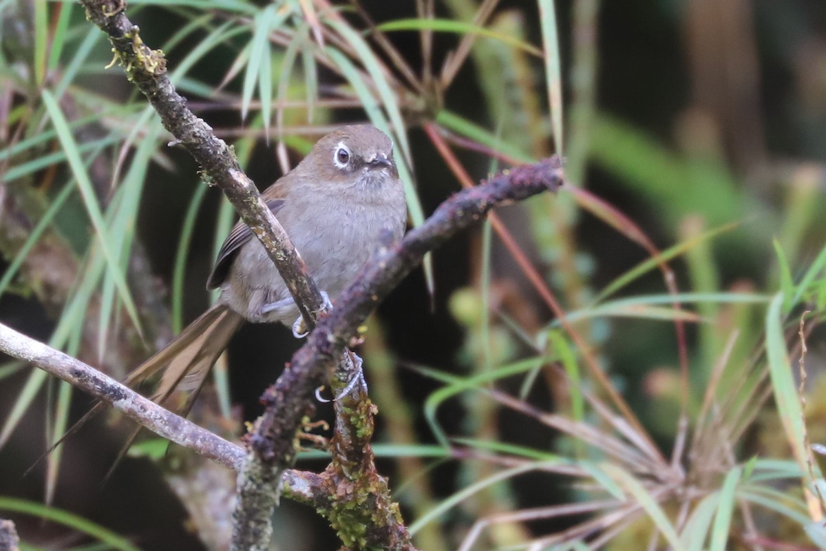 Mouse-colored Thistletail - ML551553241