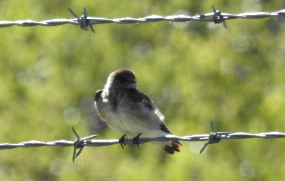 Northern Rough-winged Swallow - ML551553461