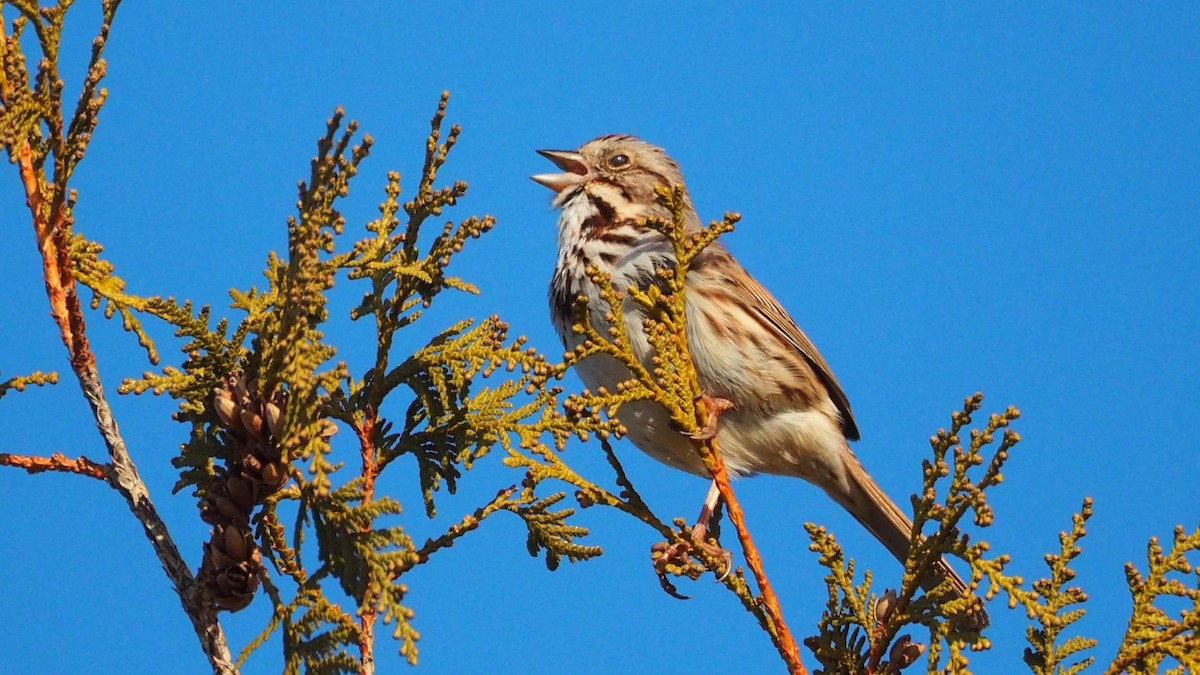 Song Sparrow - ML551553701