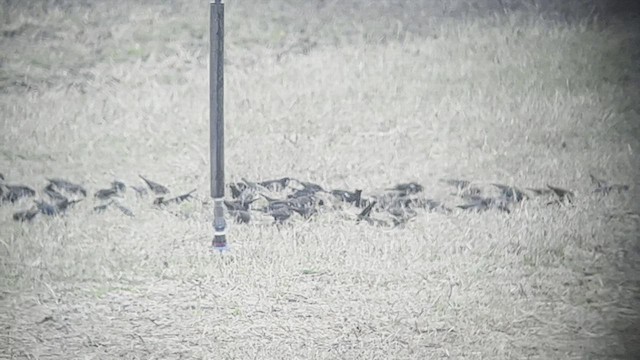 Tricolored Blackbird - ML551554841