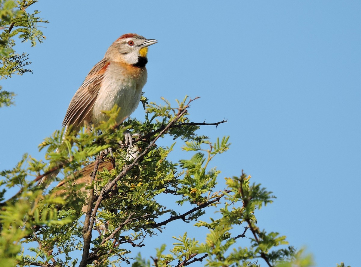 Chotoy Spinetail - ML55155591