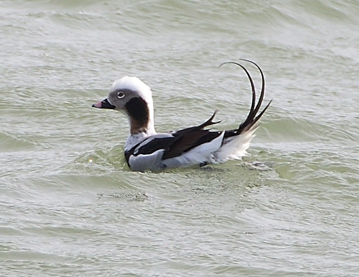 Long-tailed Duck - ML551556631