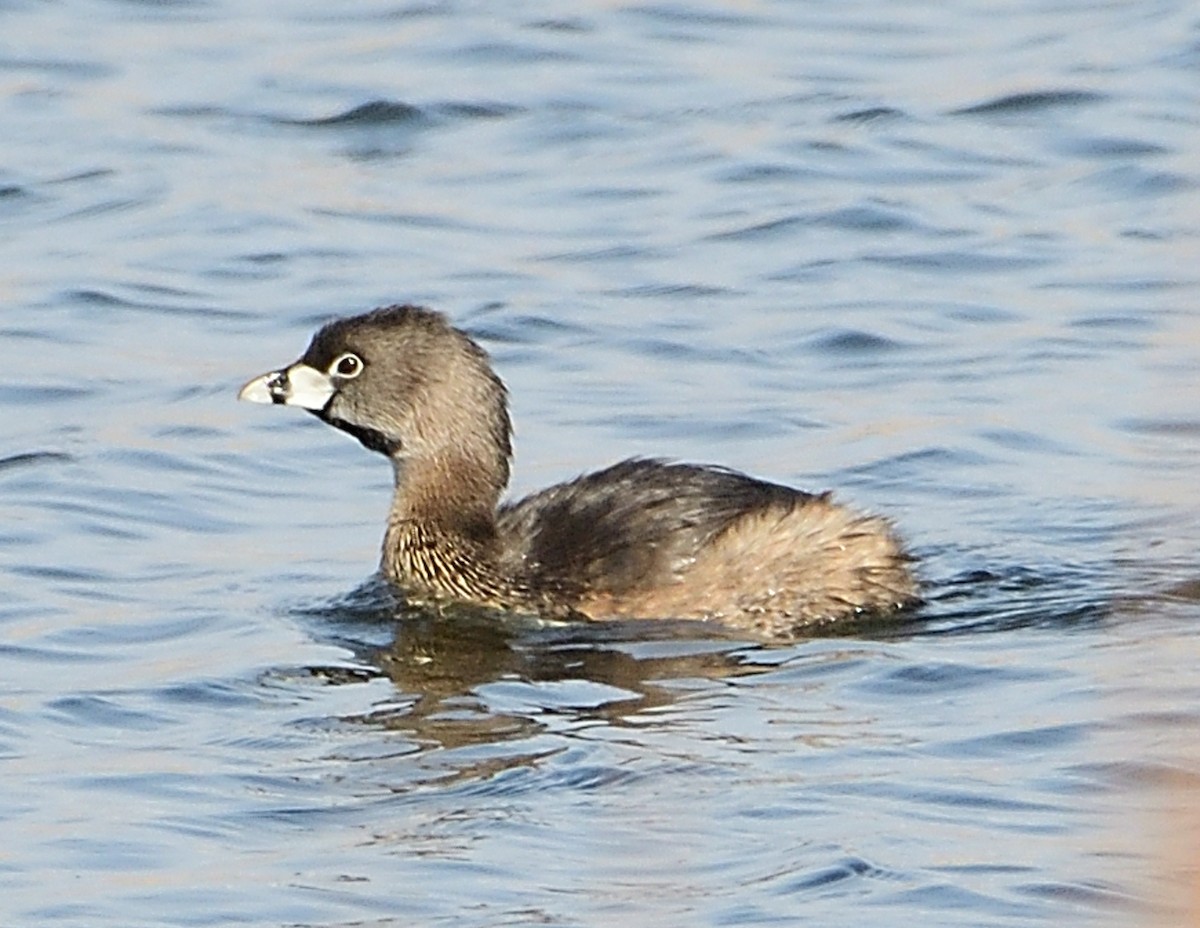 Pied-billed Grebe - ML551557171