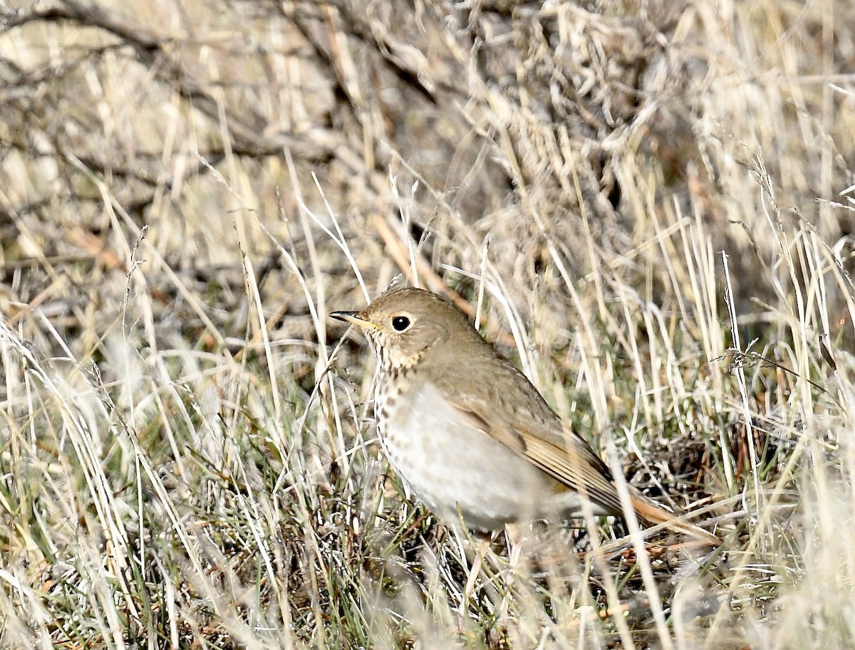 Hermit Thrush - ML551558631