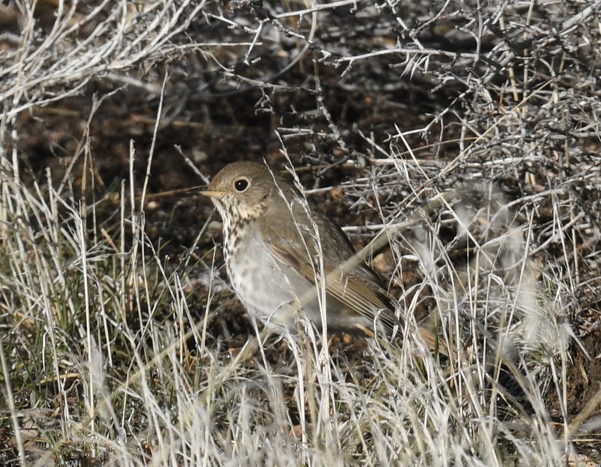 Hermit Thrush - ML551558641