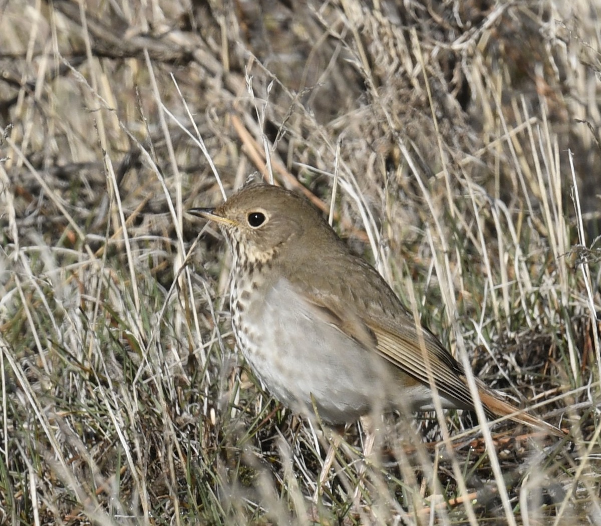 Hermit Thrush - ML551558651