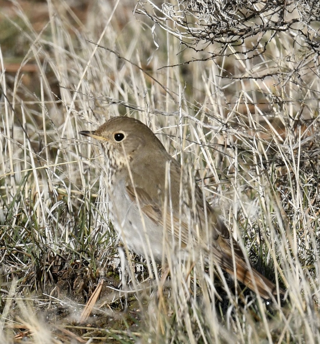 Hermit Thrush - ML551558661
