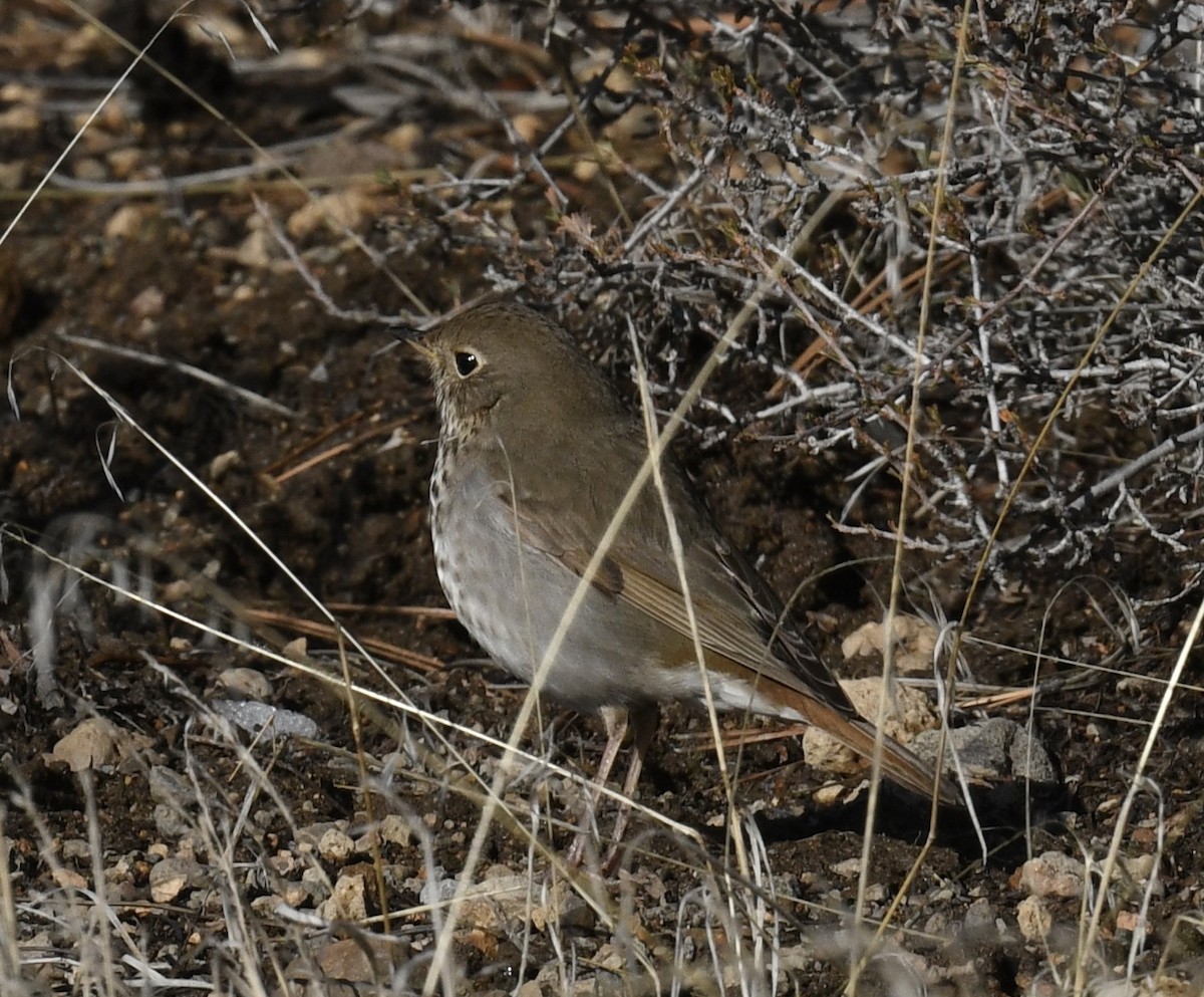 Hermit Thrush - ML551558671