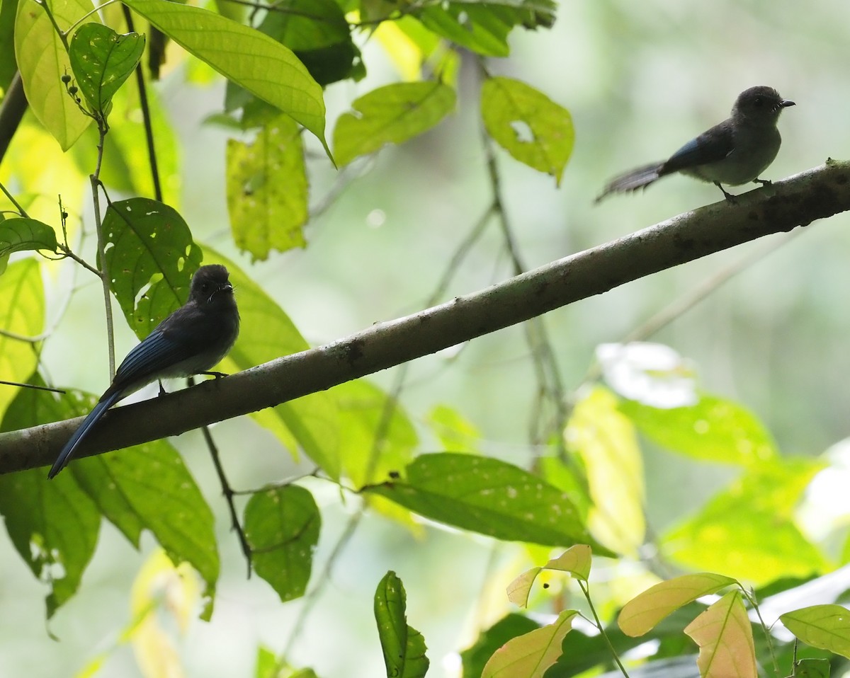 Visayan Blue-Fantail - ML551558981