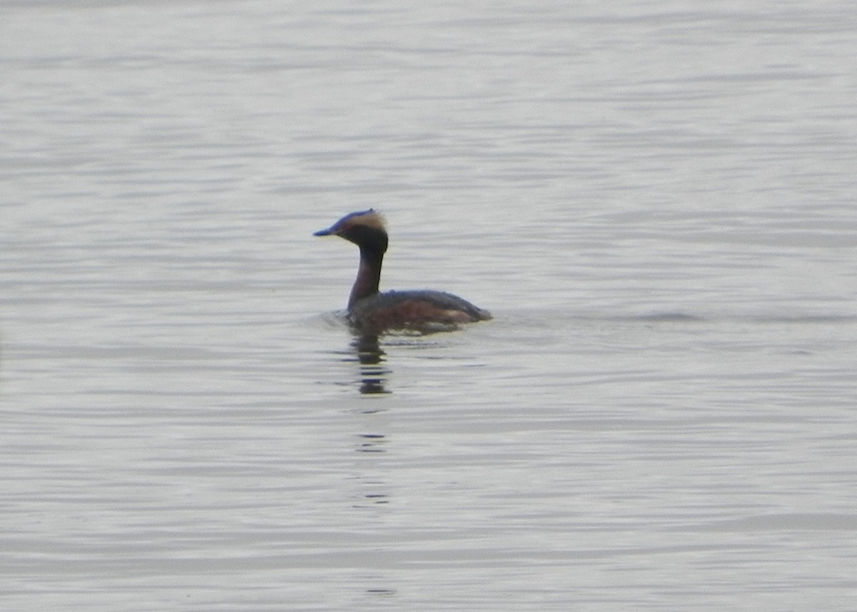 Horned Grebe - ML55155901