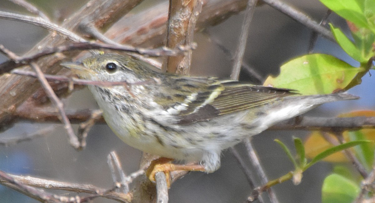 Blackpoll Warbler - ML55155911