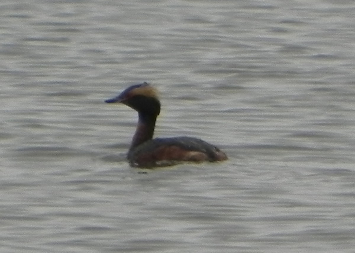 Horned Grebe - ML55155921