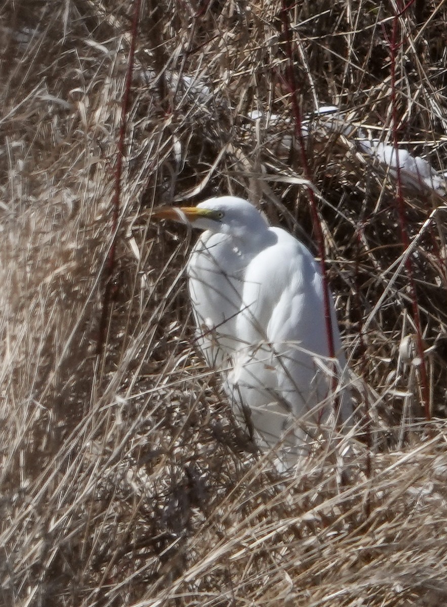 Great Egret - Carena Pooth