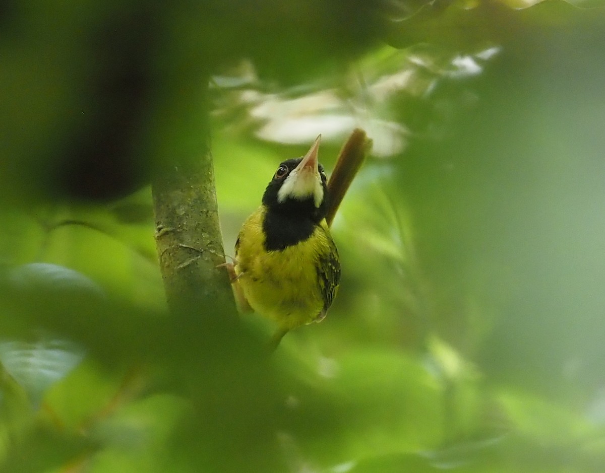Yellow-breasted Tailorbird - ML551559701