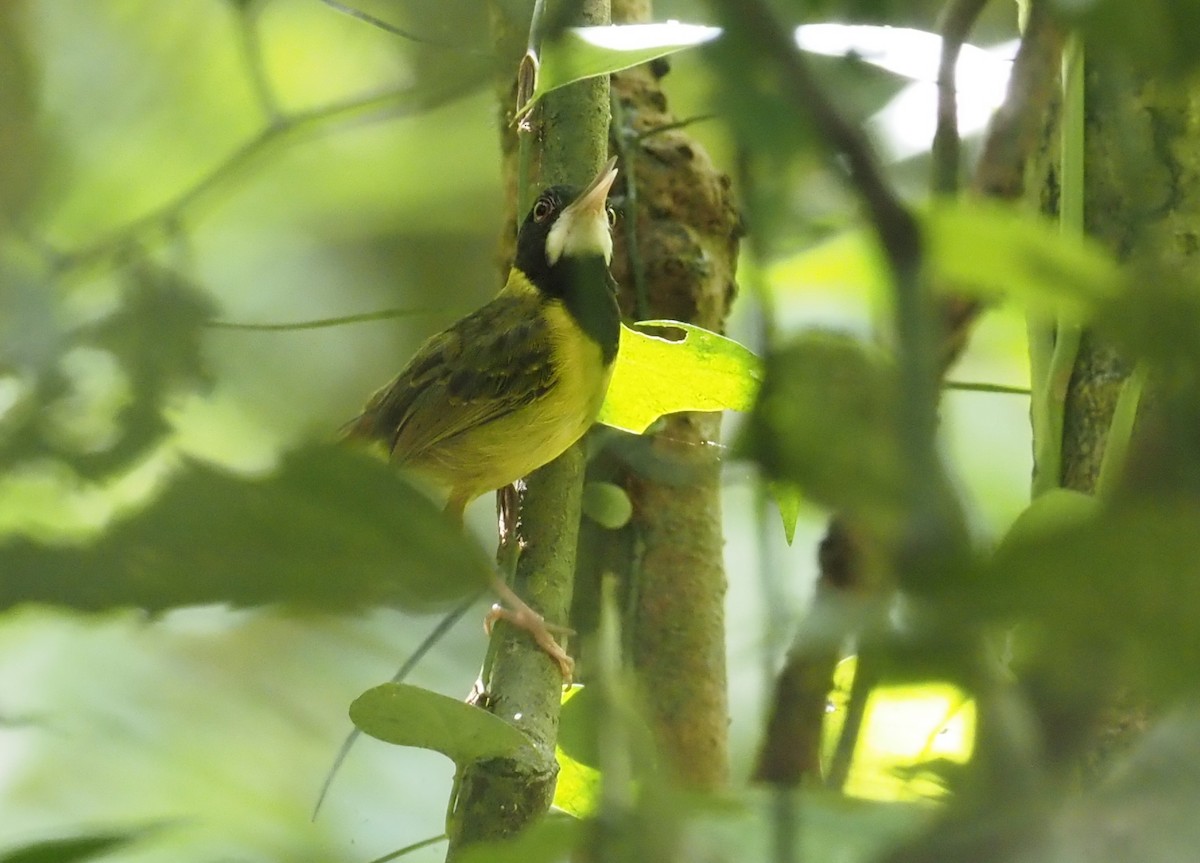 Yellow-breasted Tailorbird - ML551560101