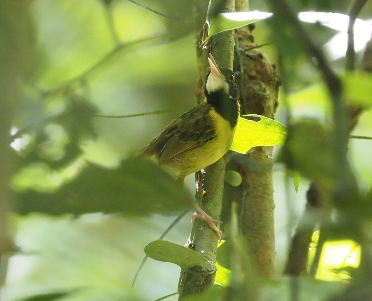 Yellow-breasted Tailorbird - ML551560261