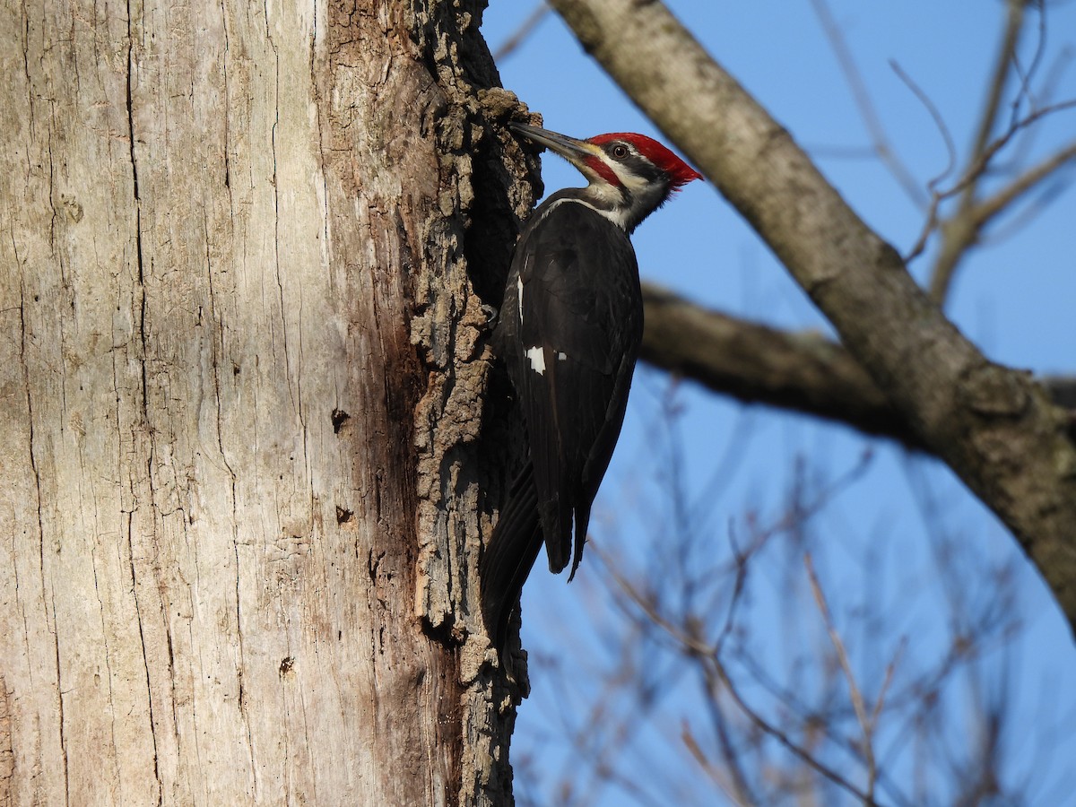 Pileated Woodpecker - Leah Kmiecik