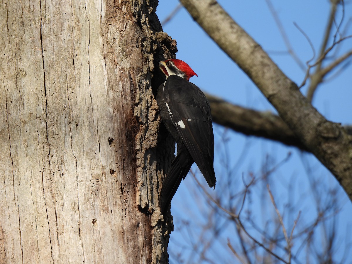 Pileated Woodpecker - Leah Kmiecik