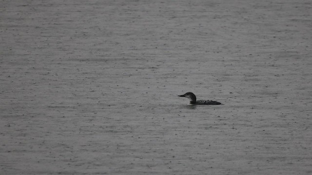 Common Loon - ML551560851