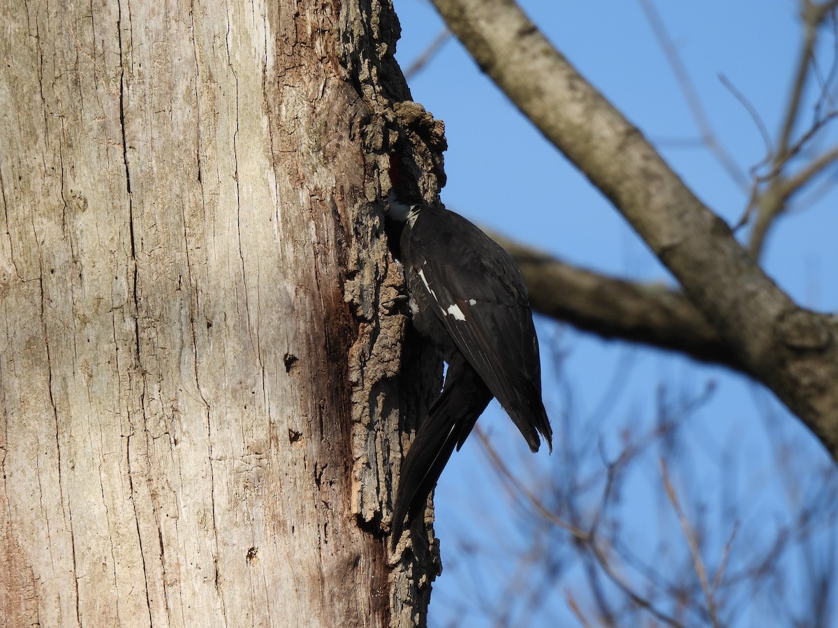 Pileated Woodpecker - ML551560971