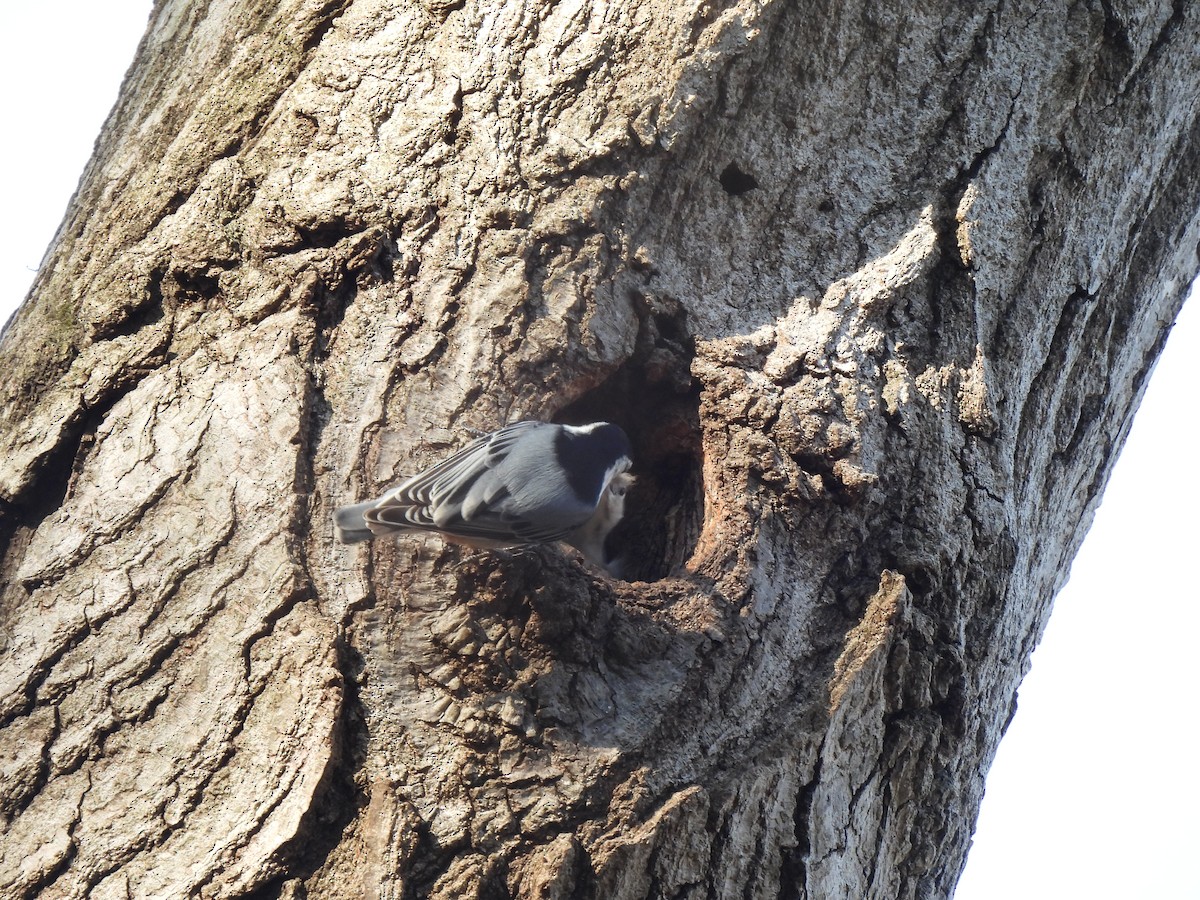 White-breasted Nuthatch - ML551561181