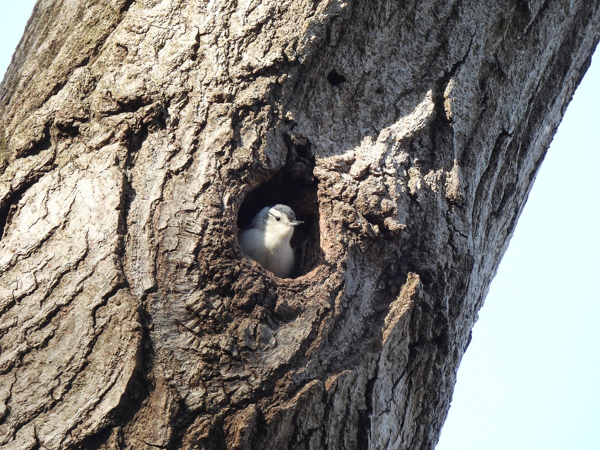 White-breasted Nuthatch - Leah Kmiecik