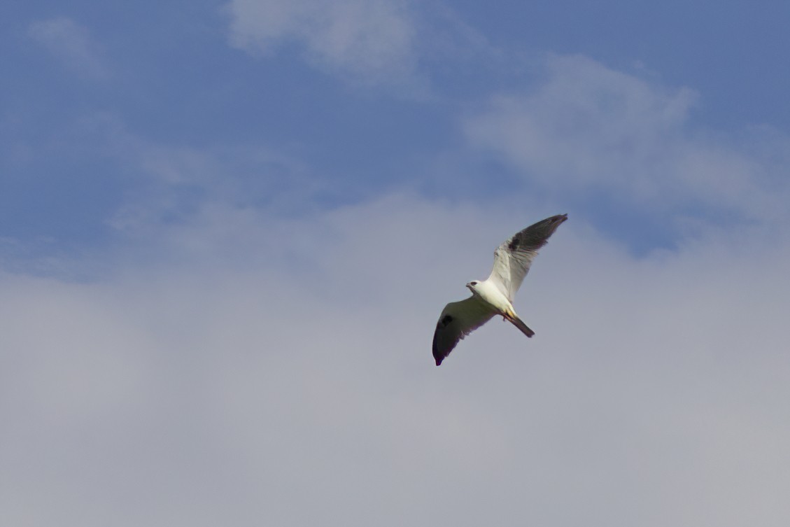 Black-shouldered Kite - ML551561351
