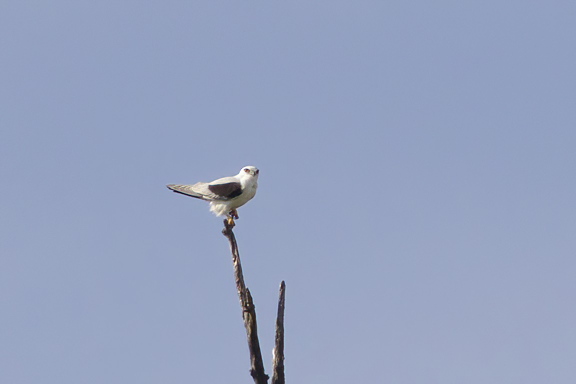 Black-shouldered Kite - ML551561461