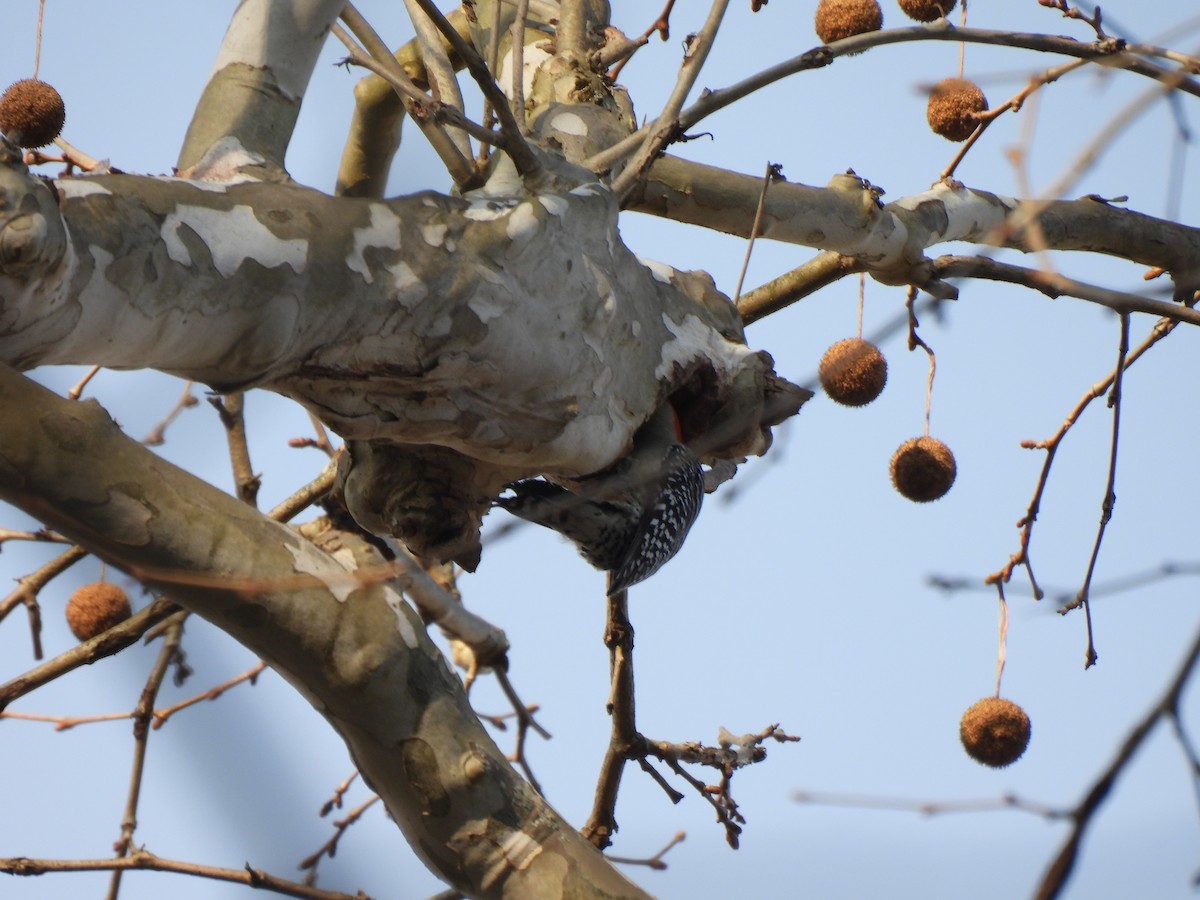 Red-bellied Woodpecker - ML551561571